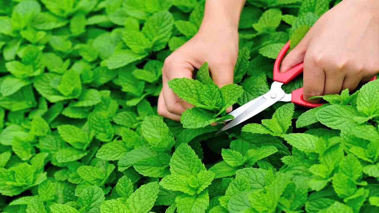 How Does Regular Harvesting Influence The Health Of Your Mint Plant