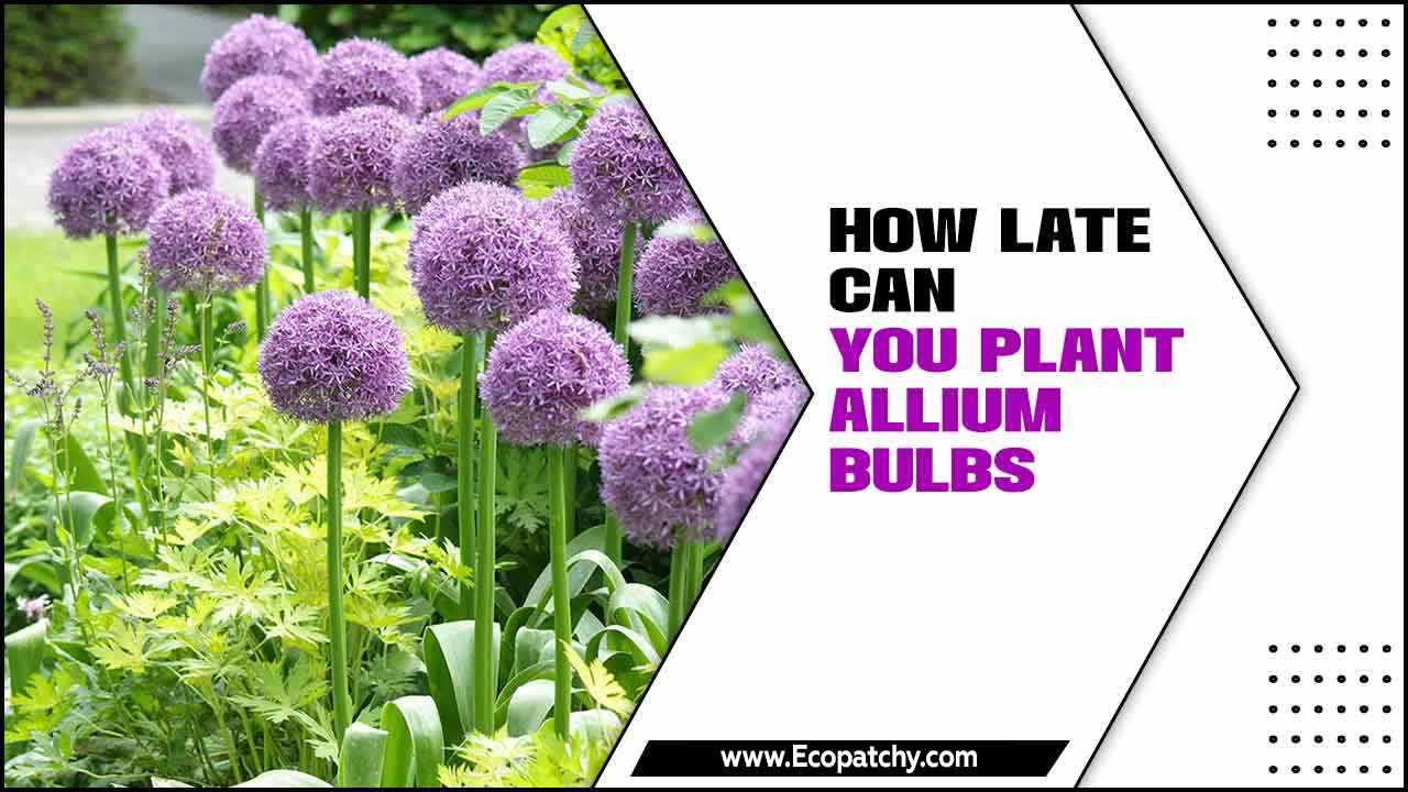 How Late Can You Plant Allium Bulbs