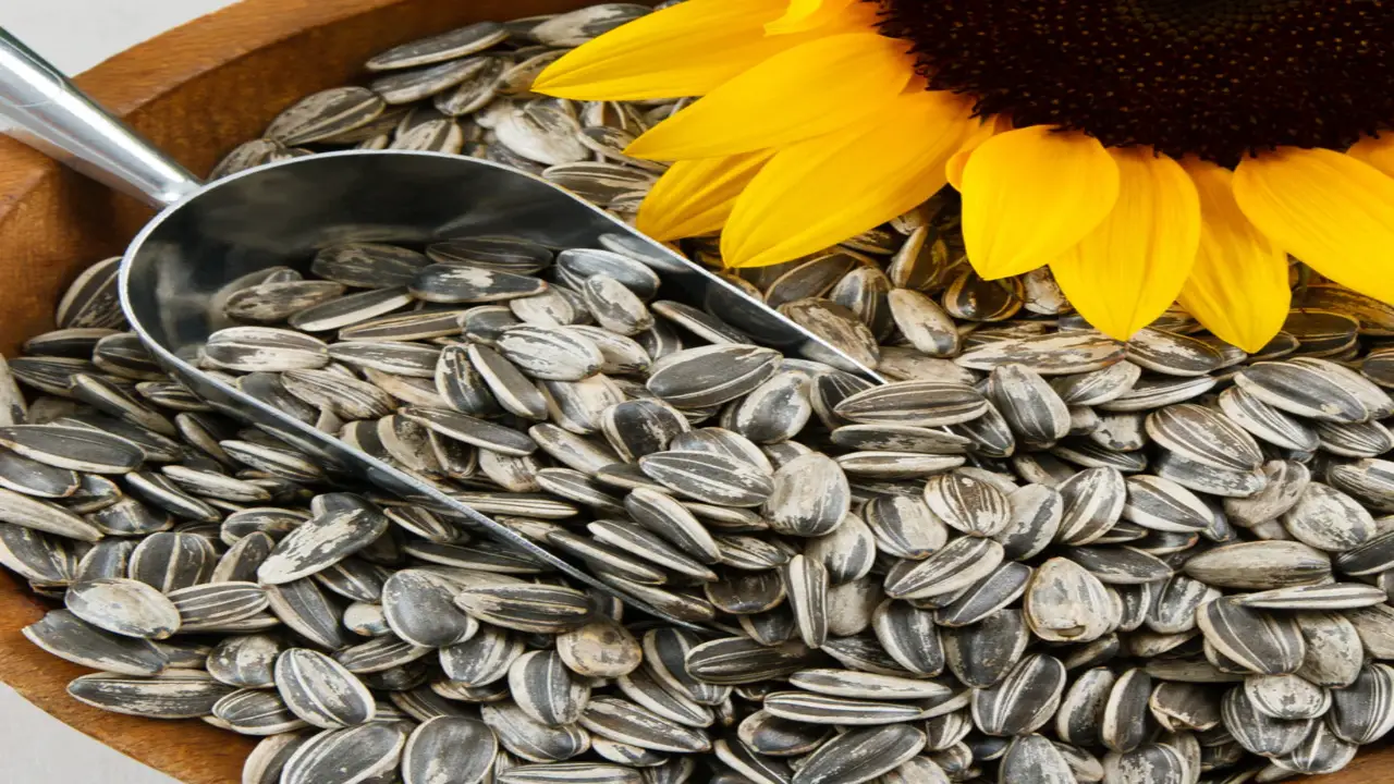How Late Can You Plant Sunflower Seeds - Detail Answer