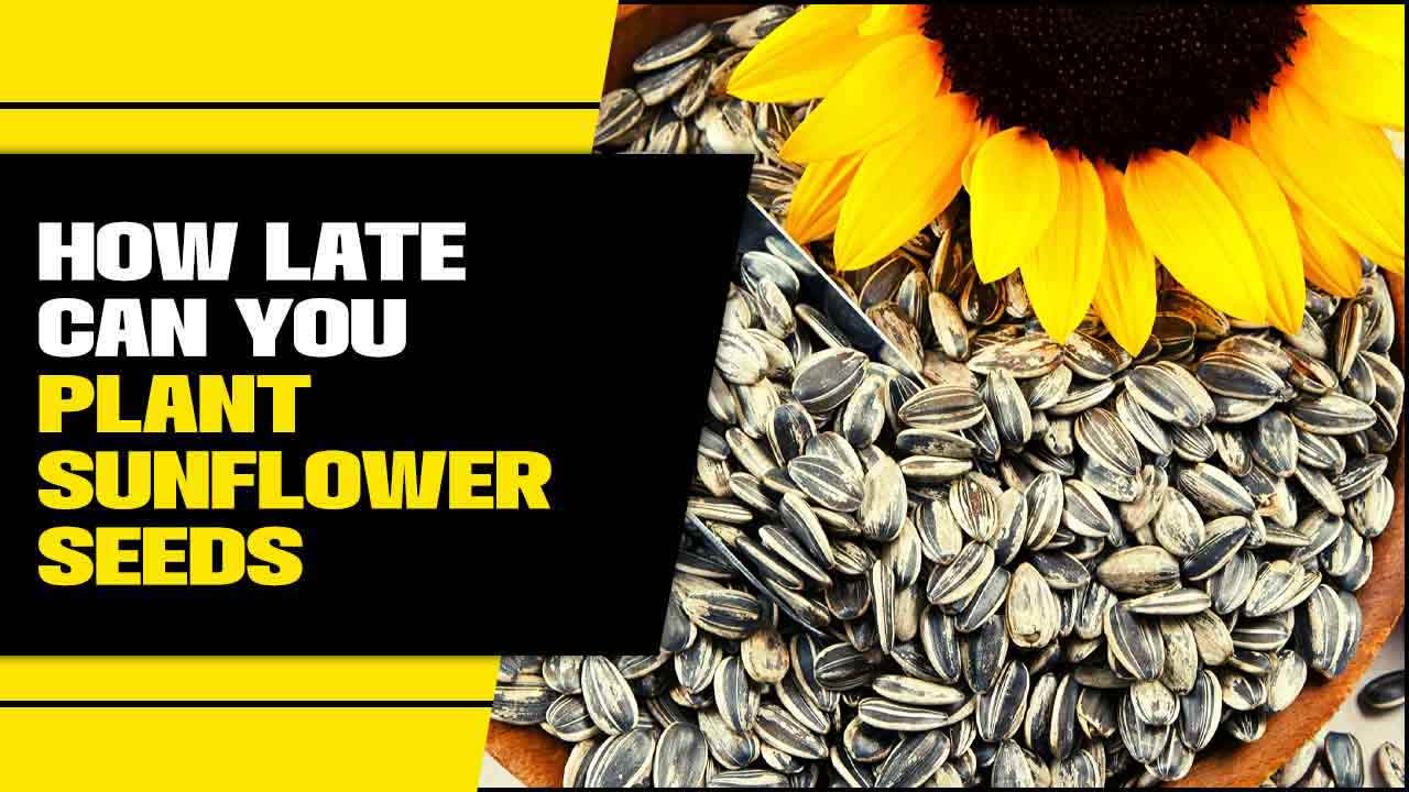 How Late Can You Plant Sunflower Seeds