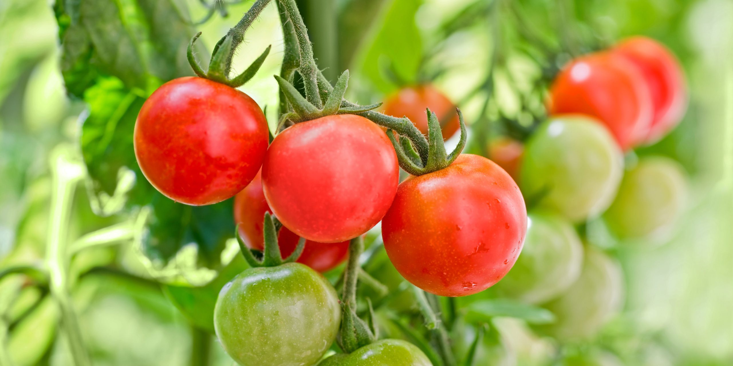 How Long Do Cherry Tomatoes Take To Grow