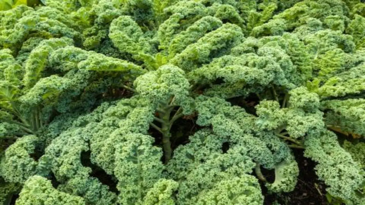 How Much Sunlight Do Kale Plants Need