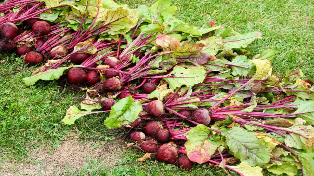 How Much Water Do Beets Need