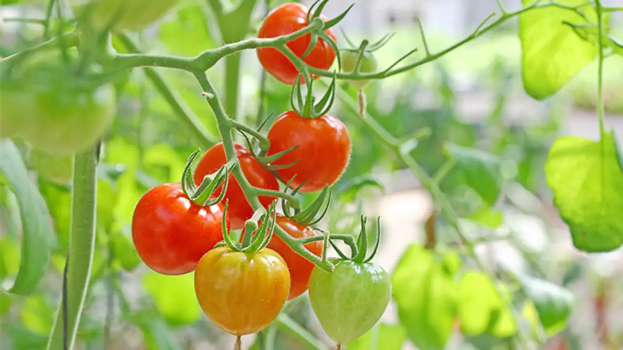 How Often Do I Need To Fertilize My Cherry Tomatoes