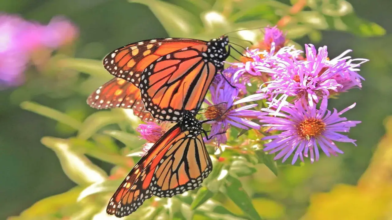 How To Avoid Common Mistakes While Building A Butterfly Garden