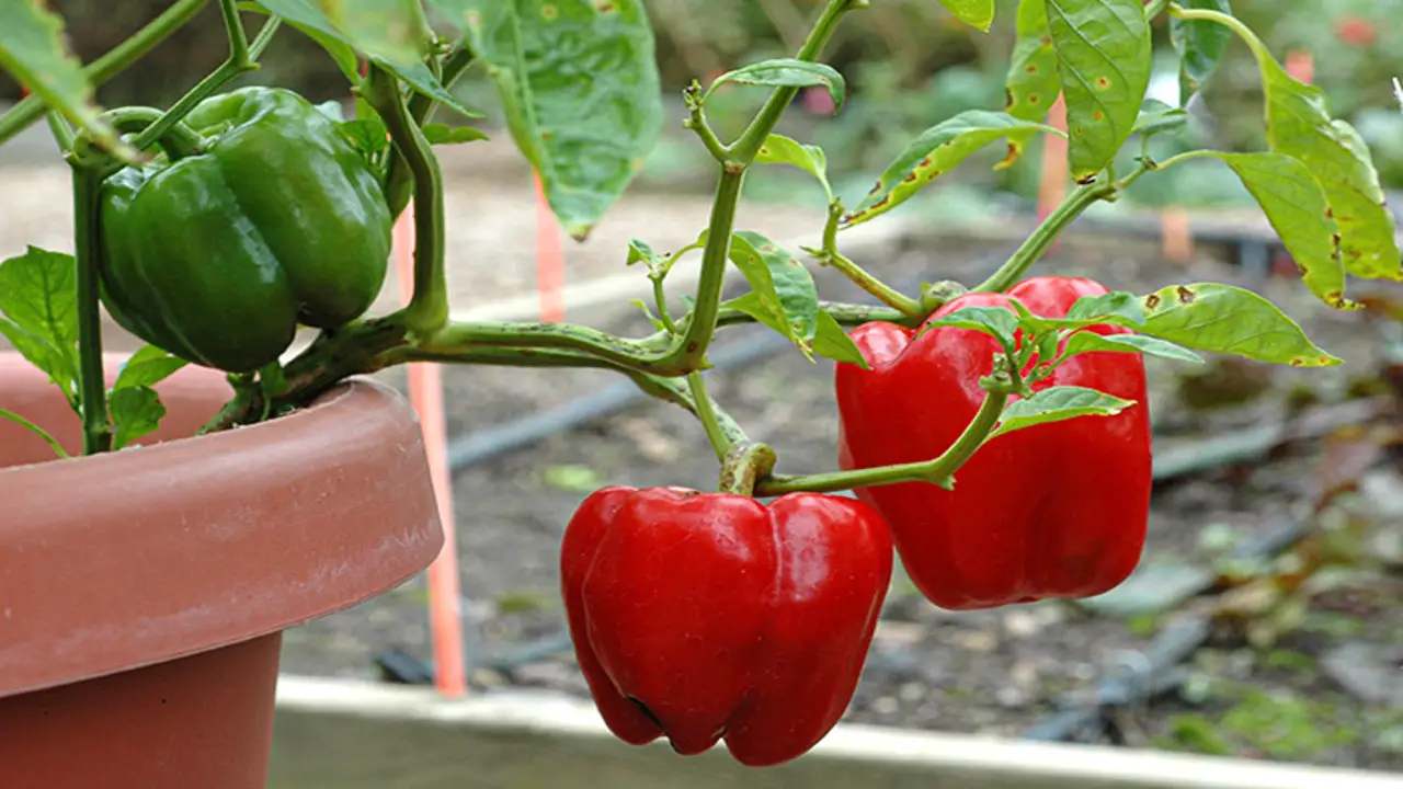 How To Care For And Fertilize Pepper Plants For Big Harvests 6 Easy Ways