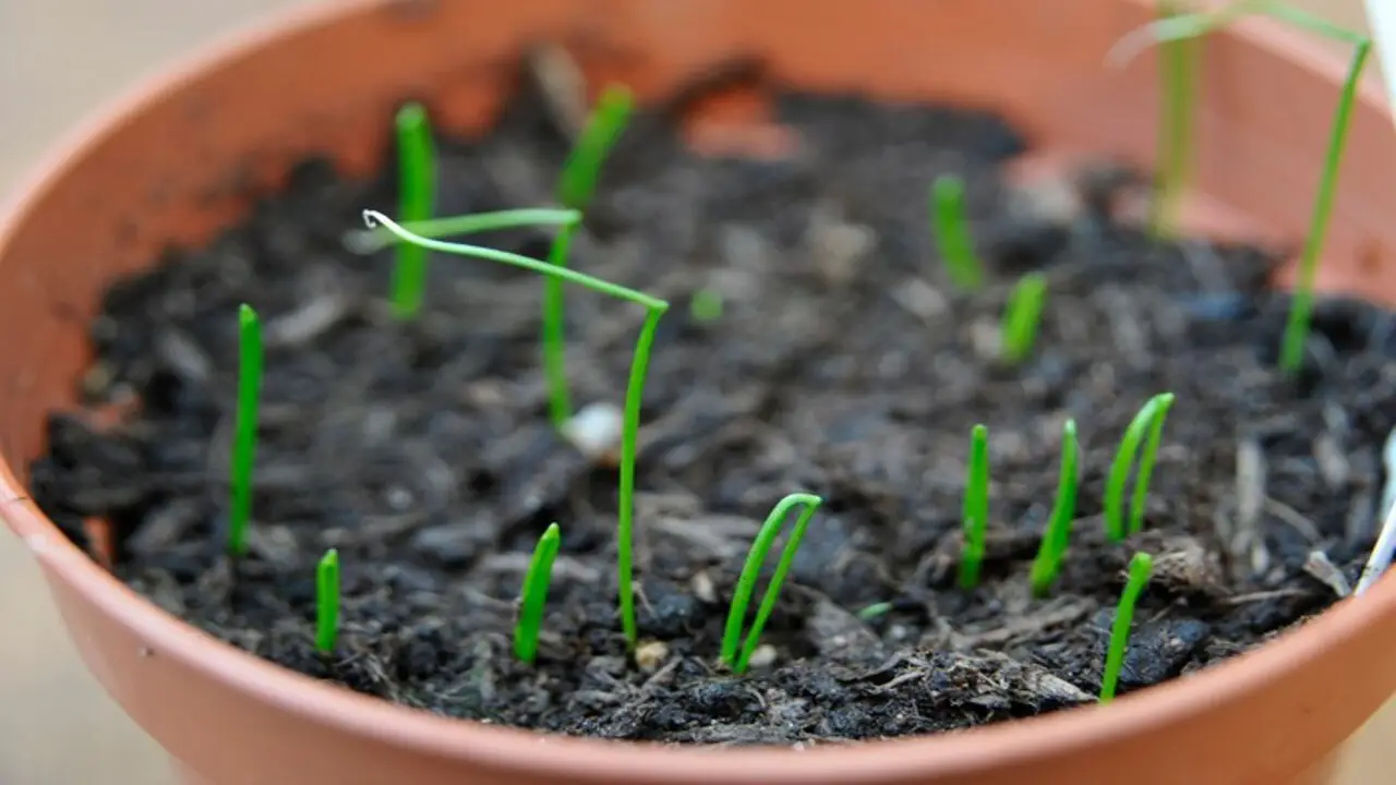 How To Care For Chive Plants Indoors