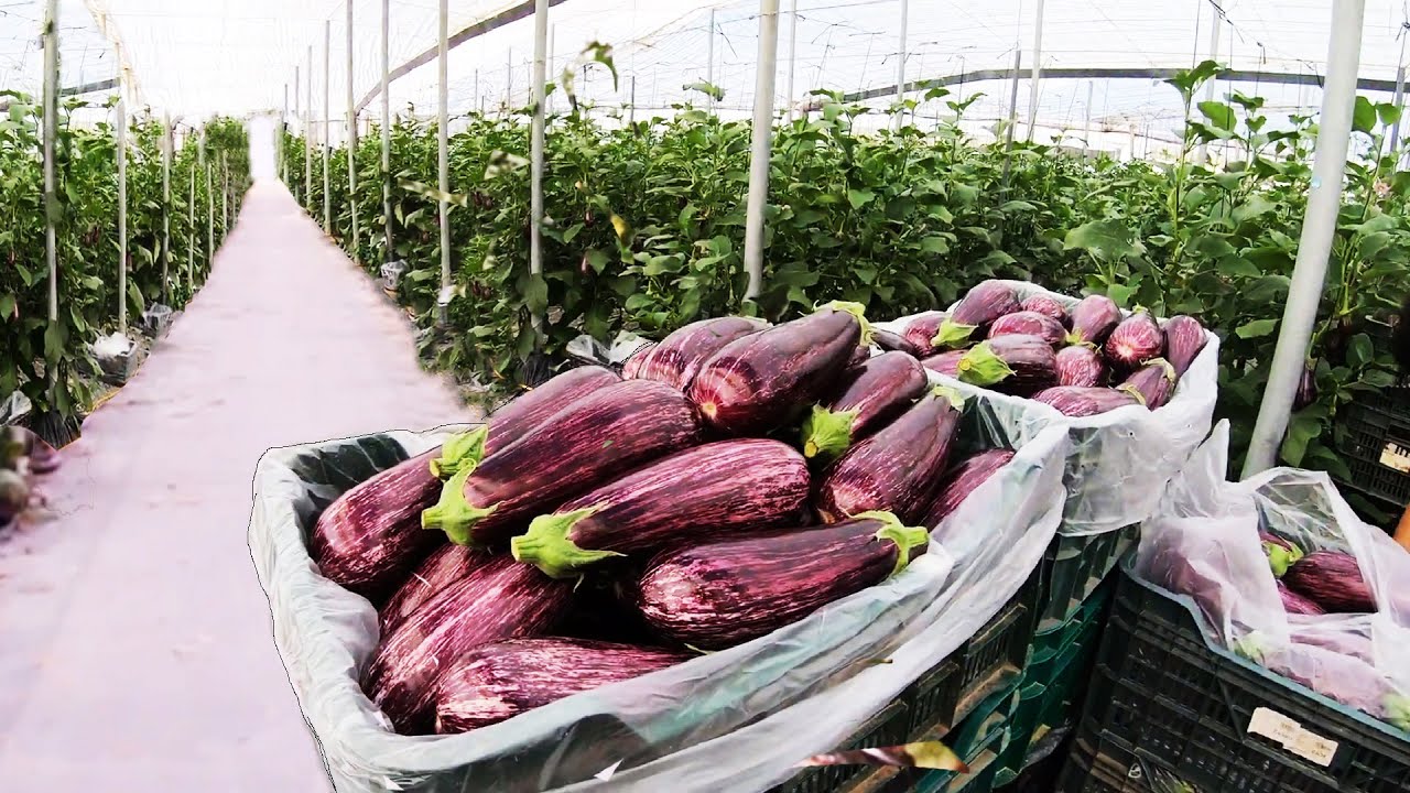 How To Care For Eggplants Grown In A Greenhouse