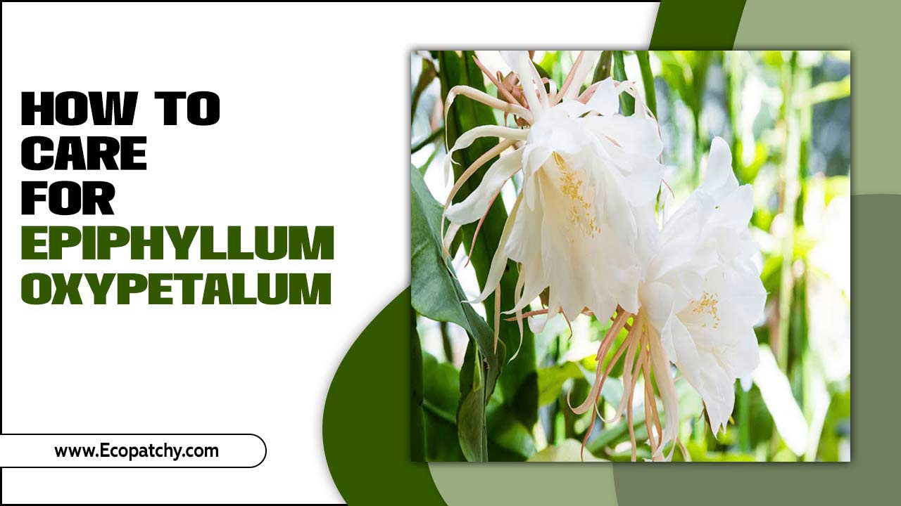 How To Care For Epiphyllum Oxypetalum