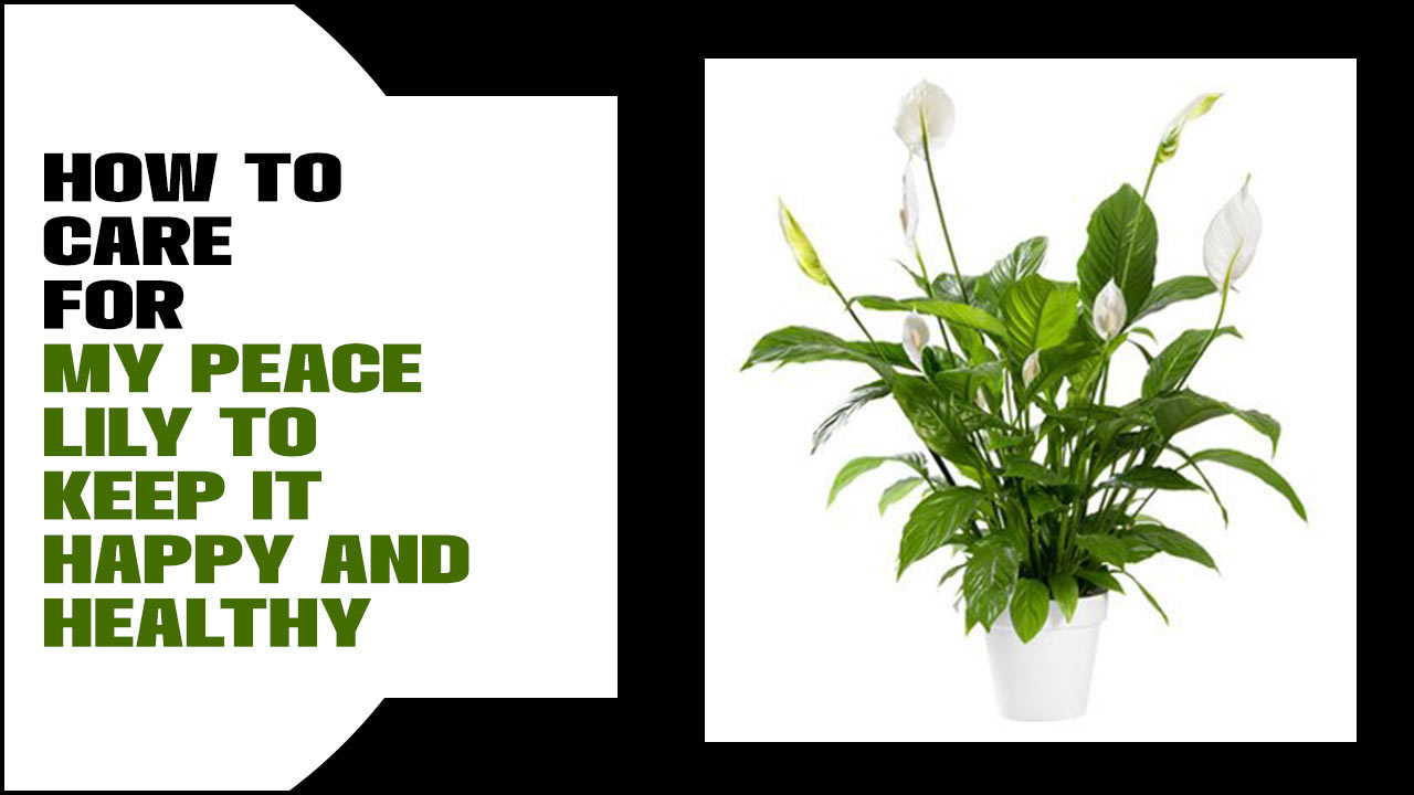 How To Care For My Peace Lily
