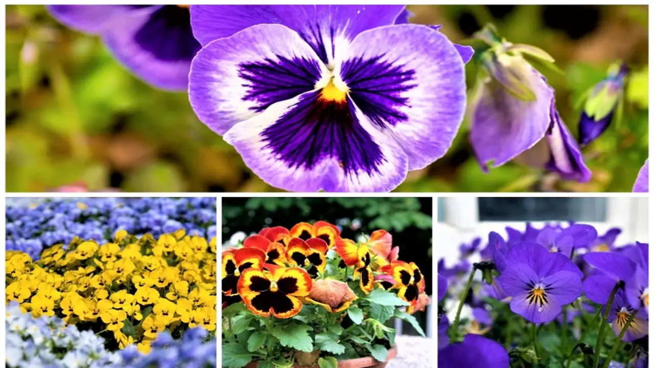 How To Care For Pansies - Detail Answer