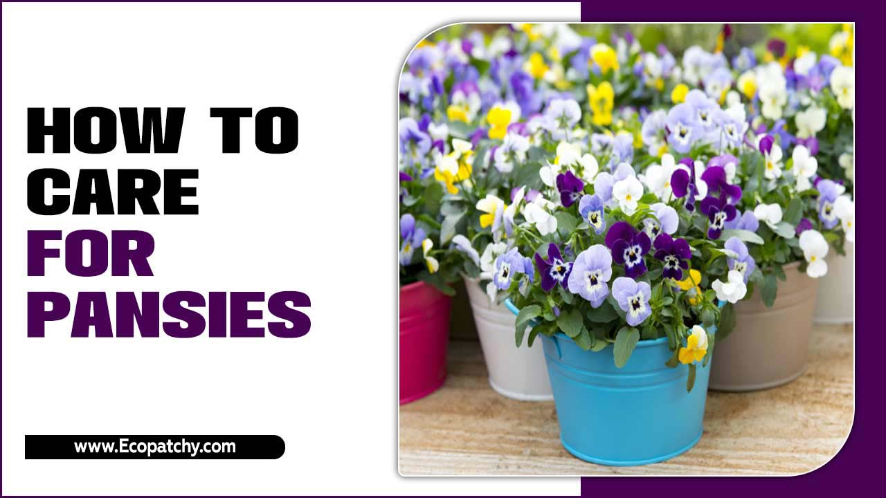 How To Care For Pansies