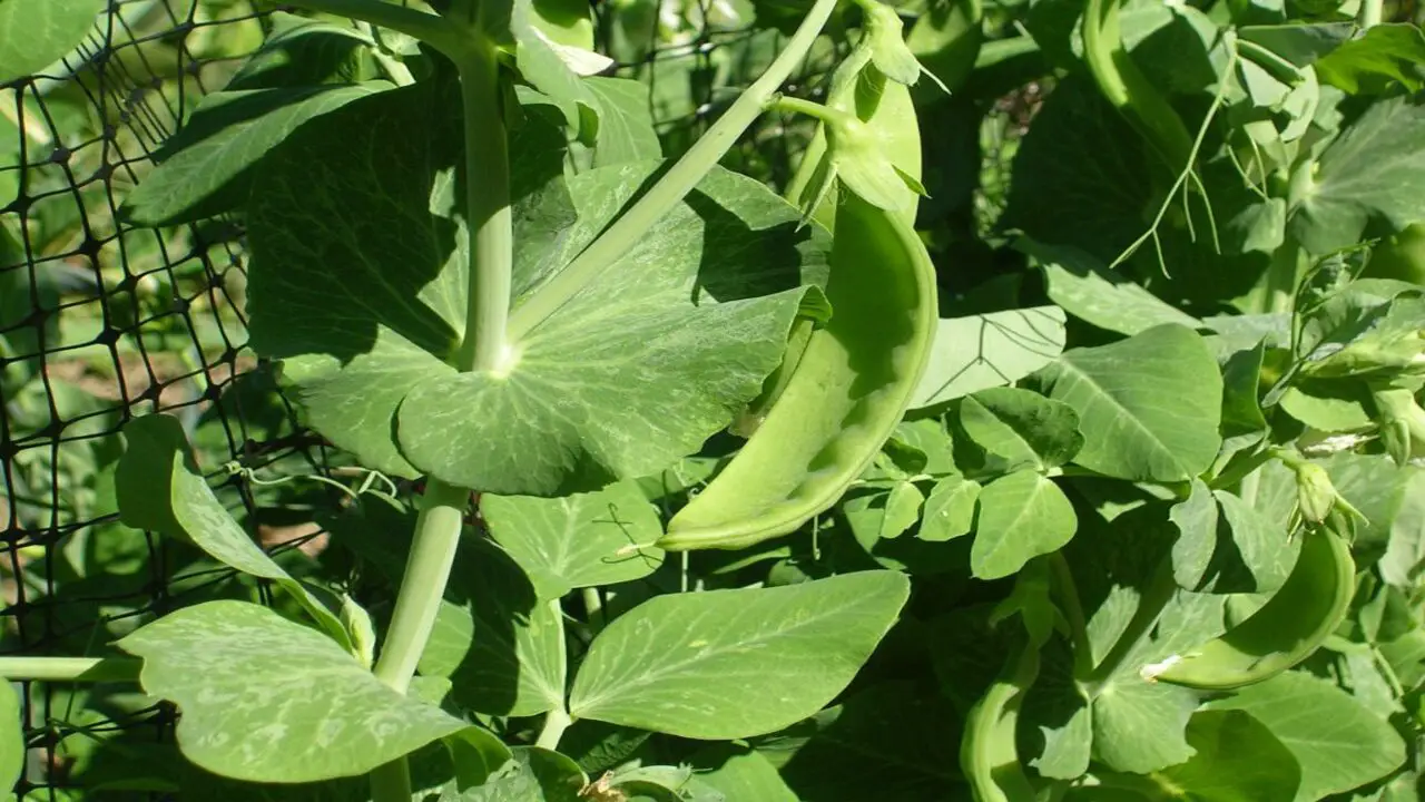 How To Care For Pea Plants