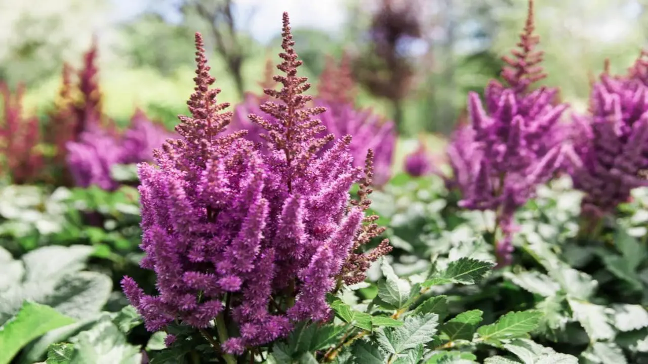 How To Care For Your Astilbe Plants Step-By-Step Guide