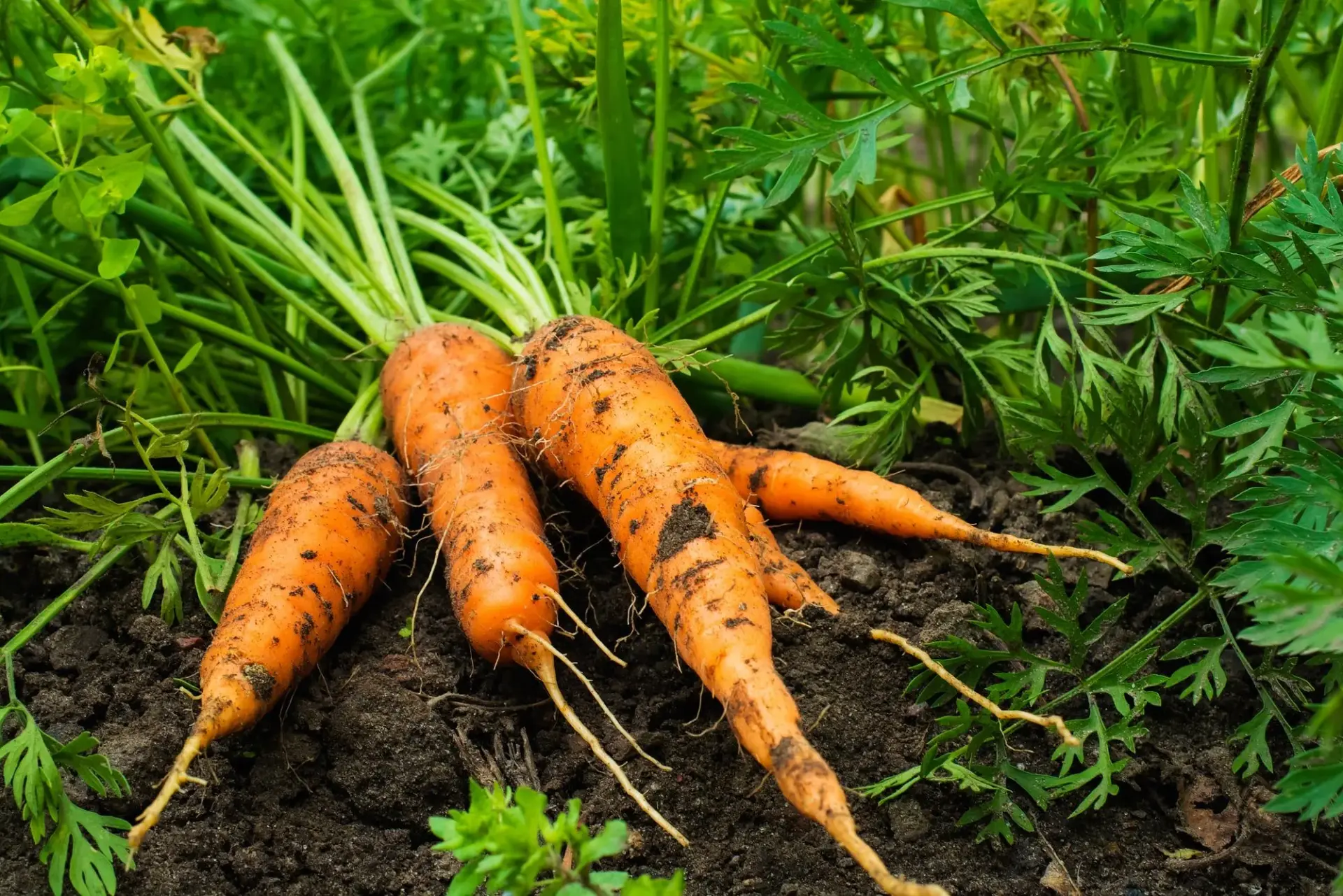 How To Carefully Harvest Carrots