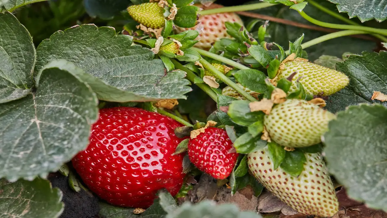 How To Choose The 10 Best Strawberry Companion Plants
