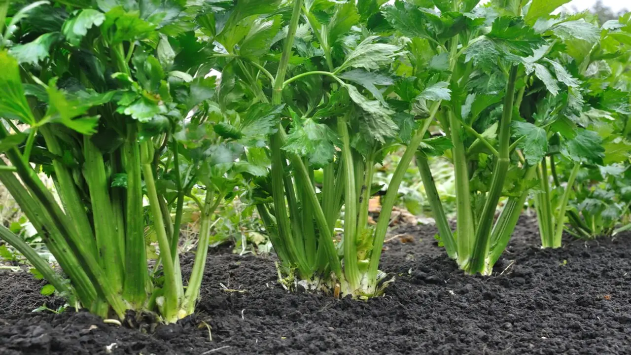 How To Choose The Best Companion Plant For Celery