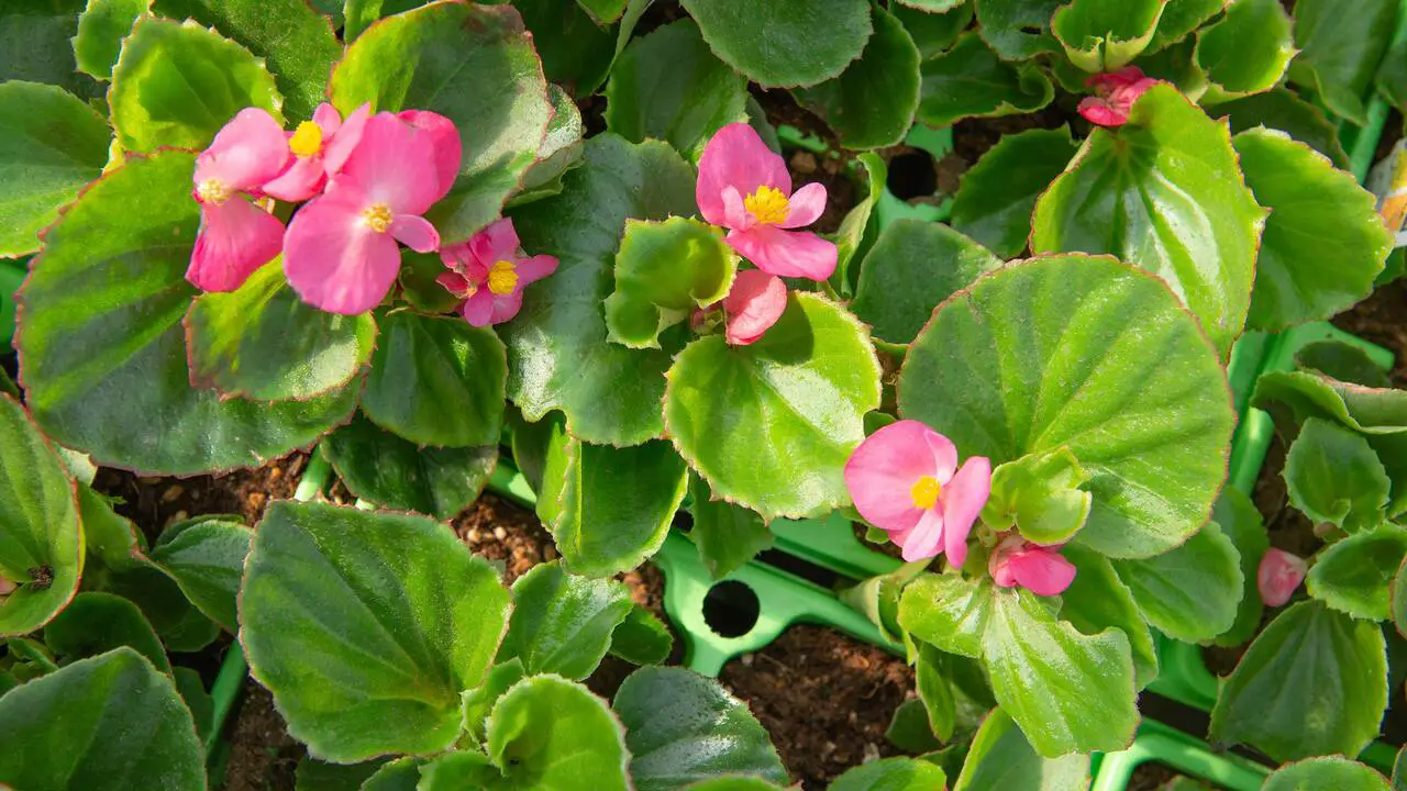 How To Choose The Right Begonia For Your Garden