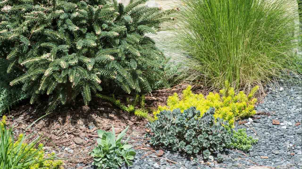 How To Choose The Right Drought Tolerant Plants For Your Garden