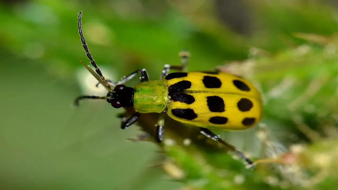 Control Cucumber Beetles With A Powerful Organic Playbook Control Cucumber Beetles With A Powerful Organic Playbook