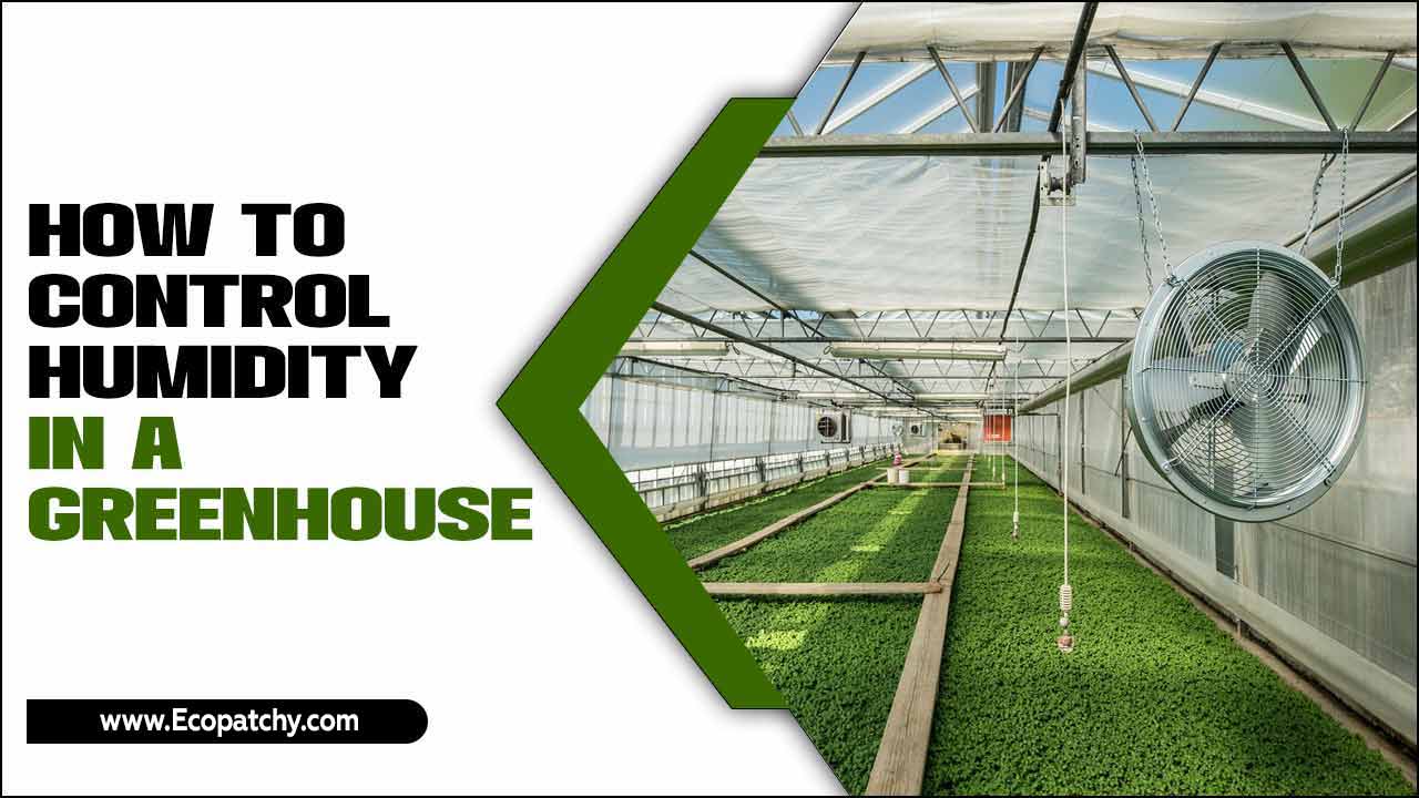 How To Control Humidity In A Greenhouse