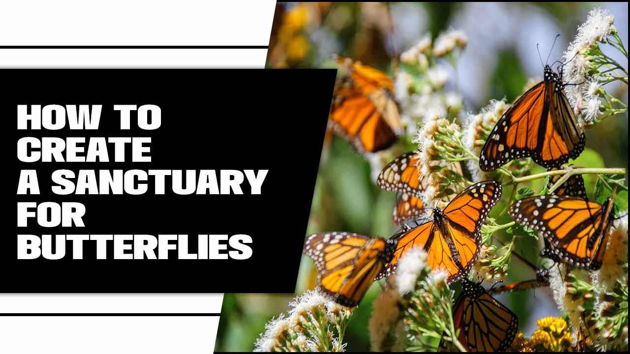 How To Create A Sanctuary For Butterflies