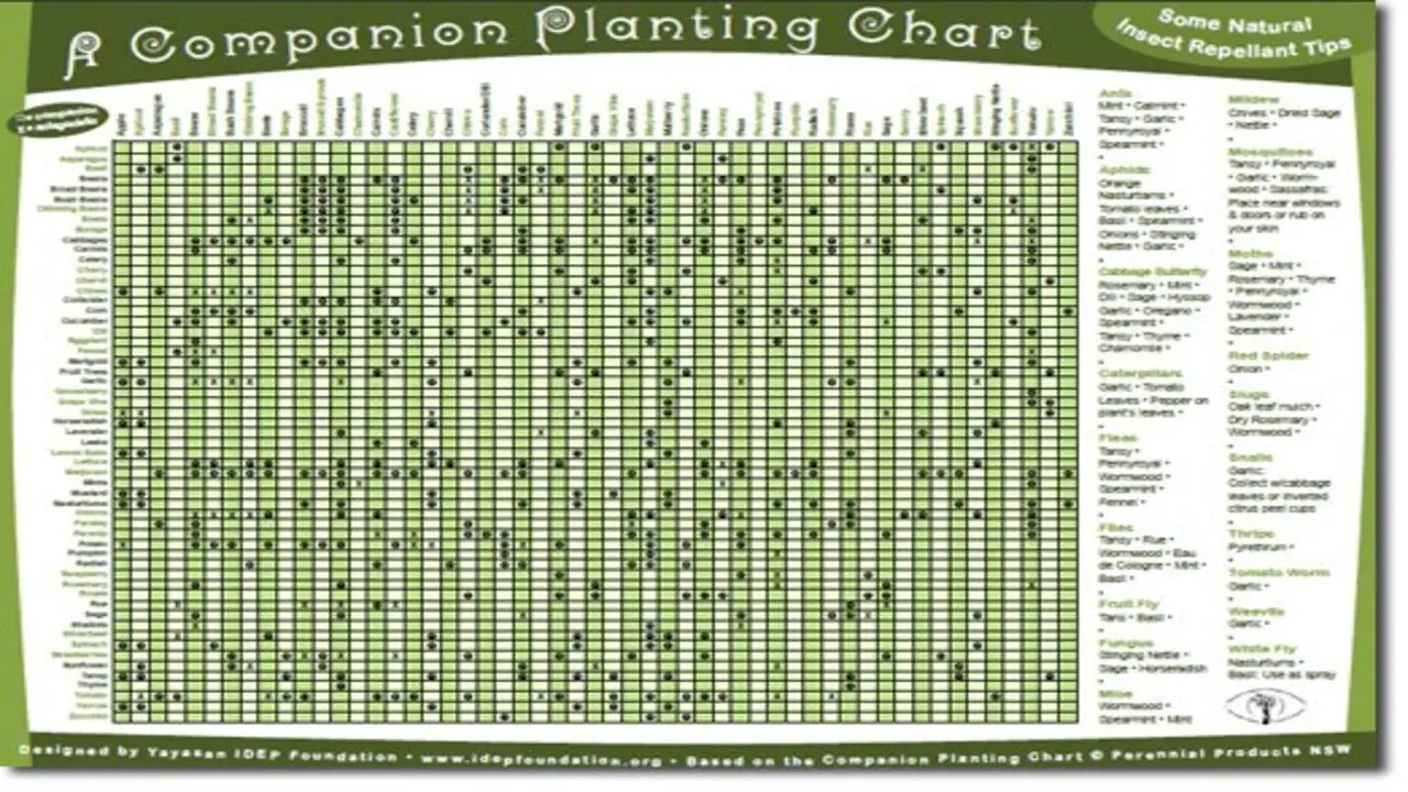 How To Create Your Companion Planting Chart