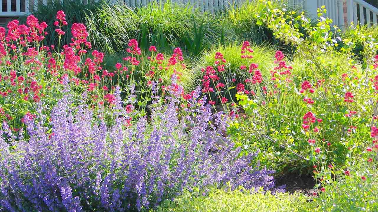 How To Cultivate And Care For Drought Tolerant Plants Easy Step