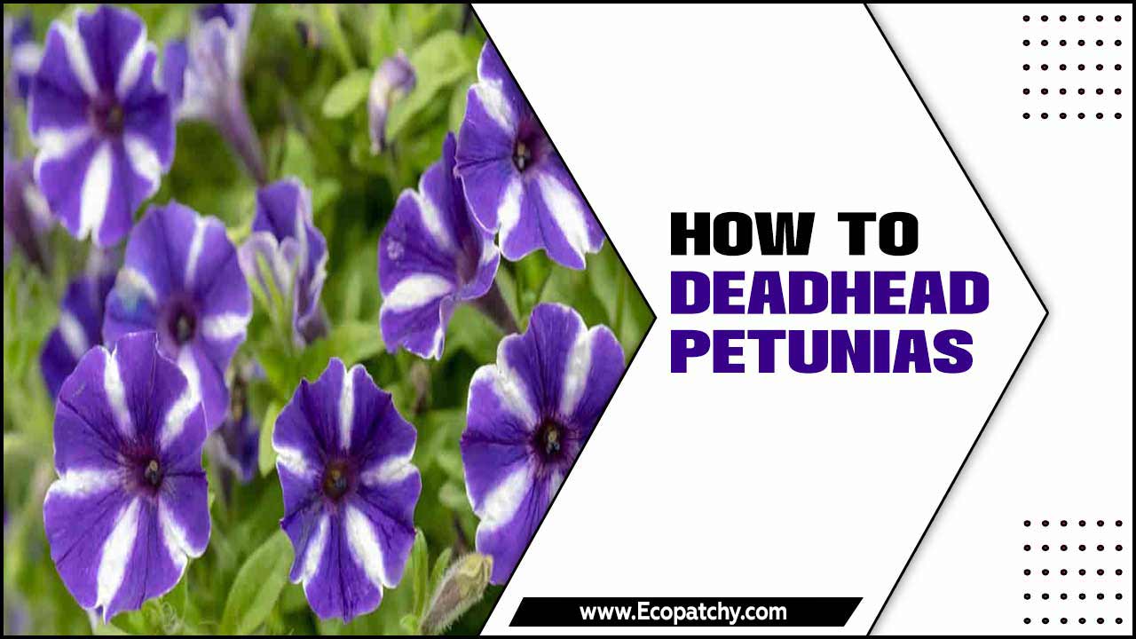 How To Deadhead Petunias