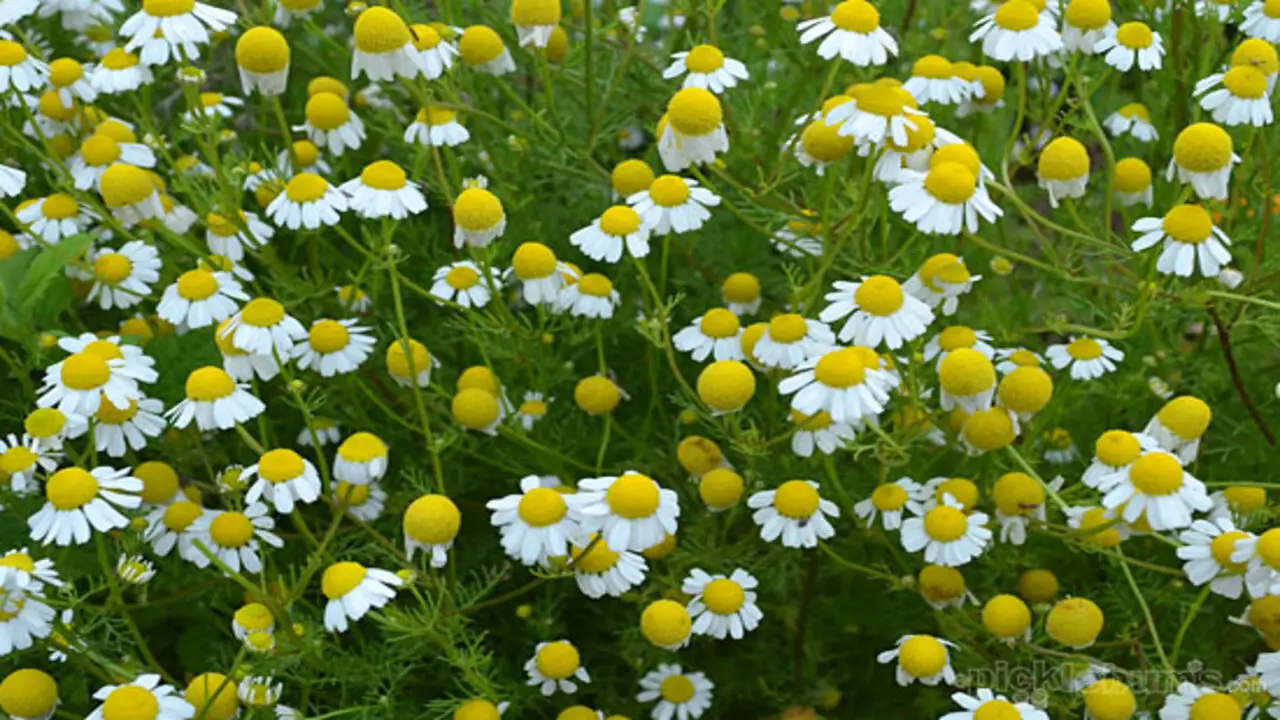 How To Dry Grow Chamomile For Tea - Steps To Make Chamomile Tea At Home