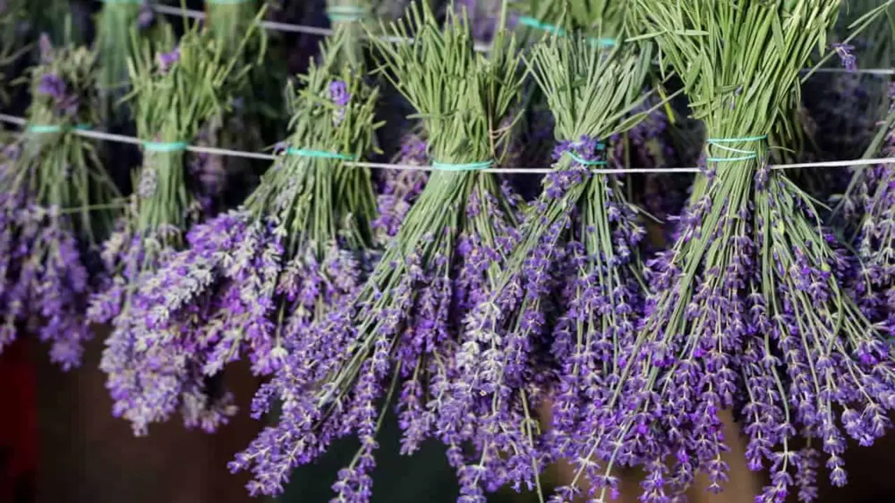 How To Dry Lavender (Preserving Methods And Tips)