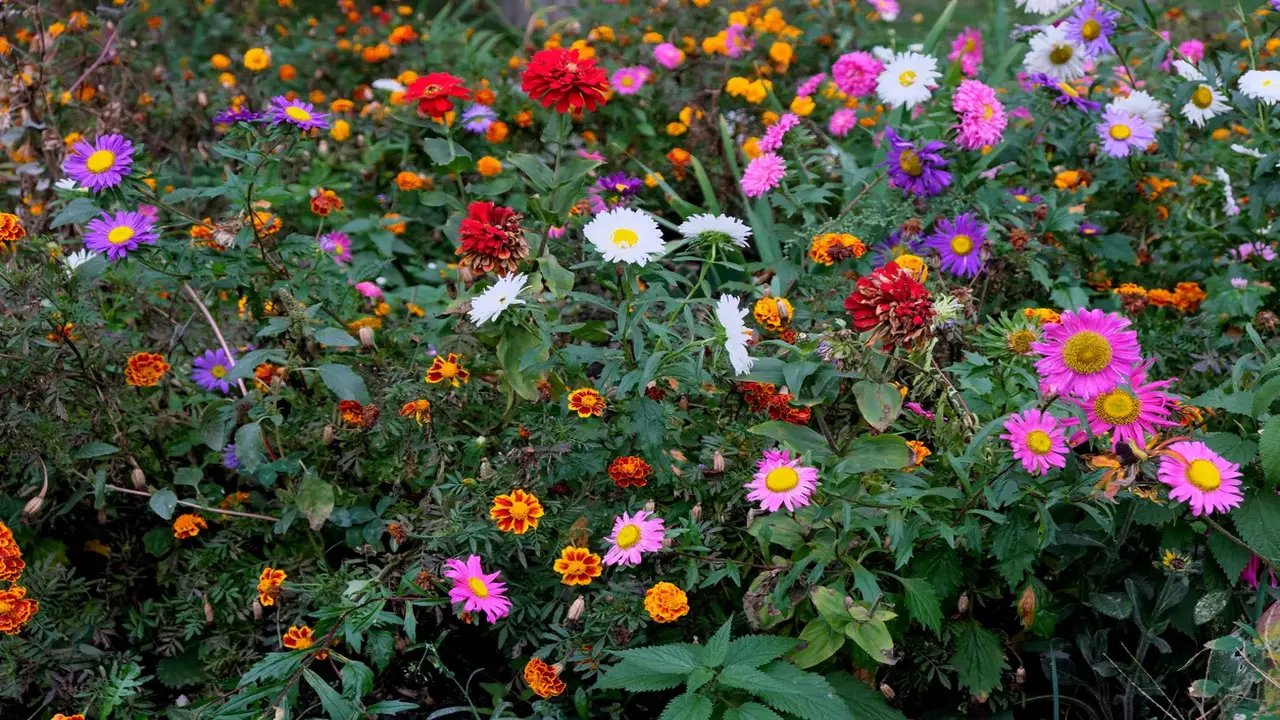 How To Ensure Your Perennials Bloom All Summer