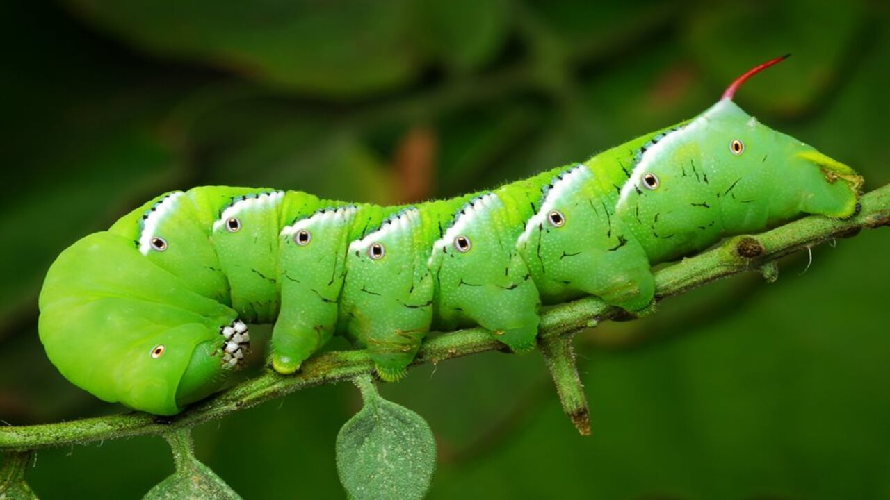 How To Get Rid Of Caterpillars In A Greenhouse: 10 Expert Tips
