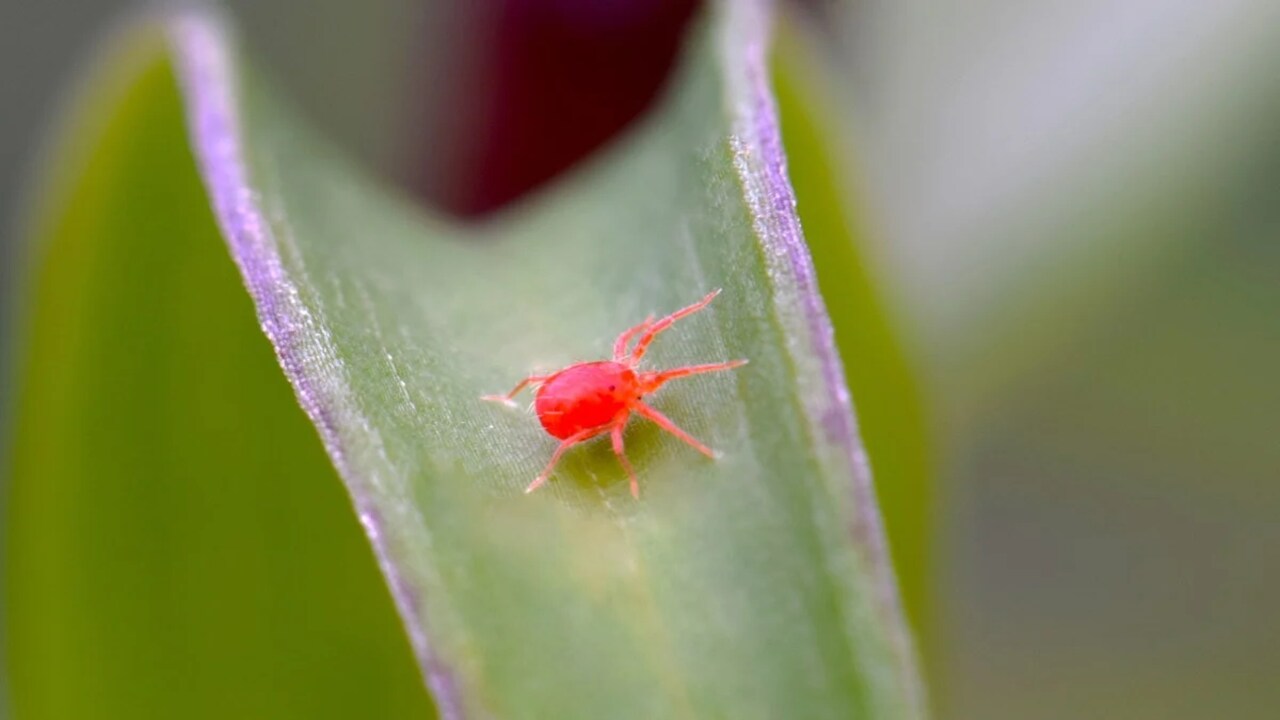 How To Get Rid Of Mites In A Greenhouse - 7 Easy Ways