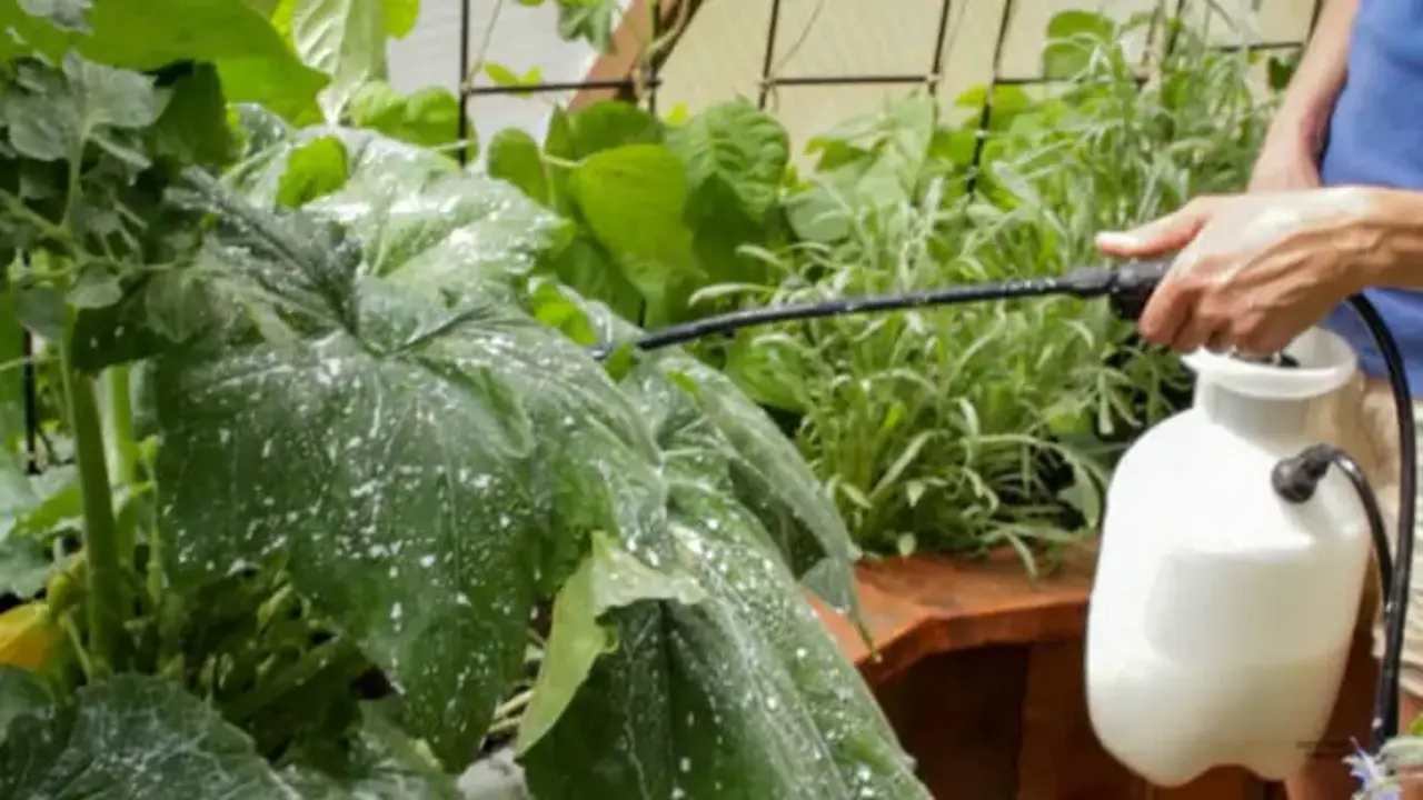 How To Get Rid Of Powdery Mildew In Your Greenhouse - 8 Expert Tips