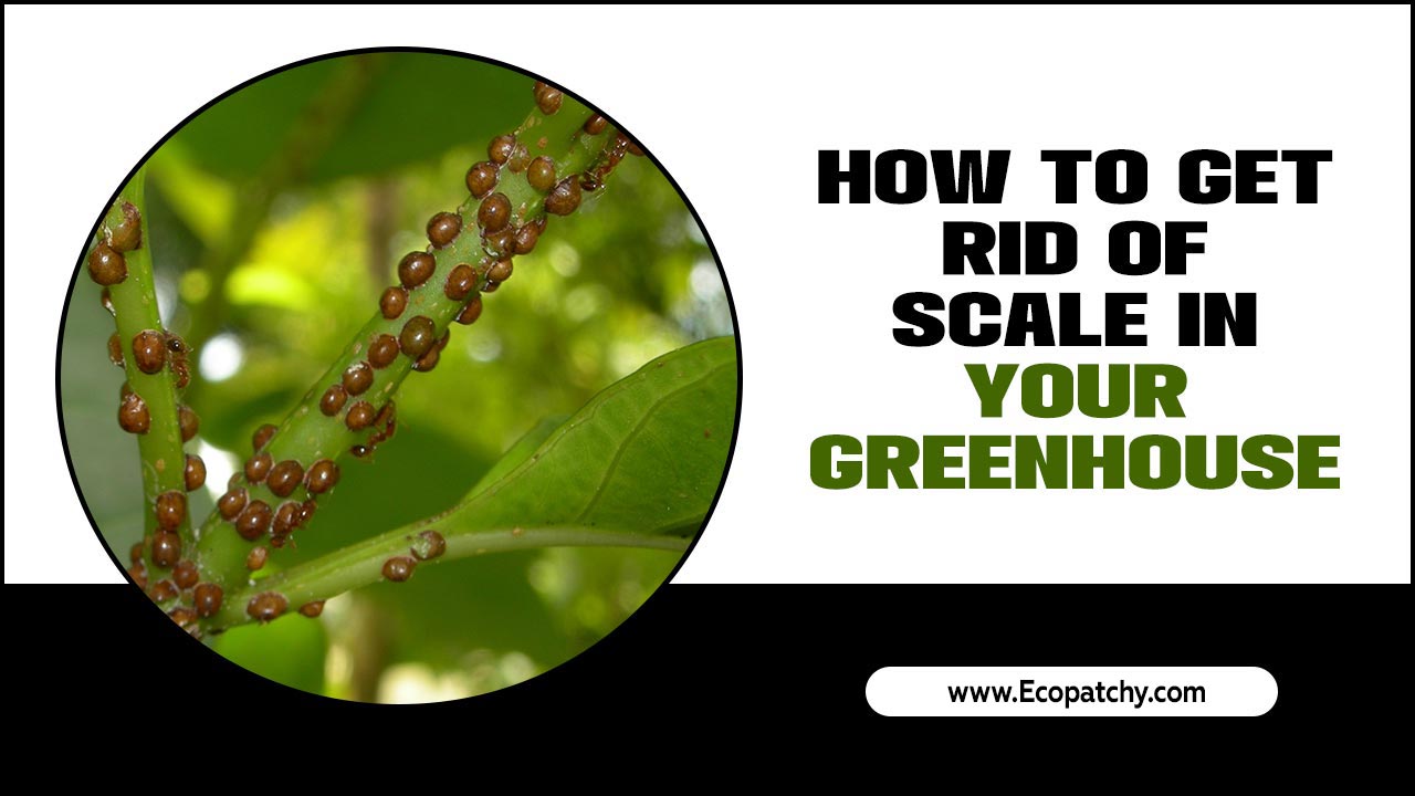 How To Get Rid Of Scale In Your Greenhouse