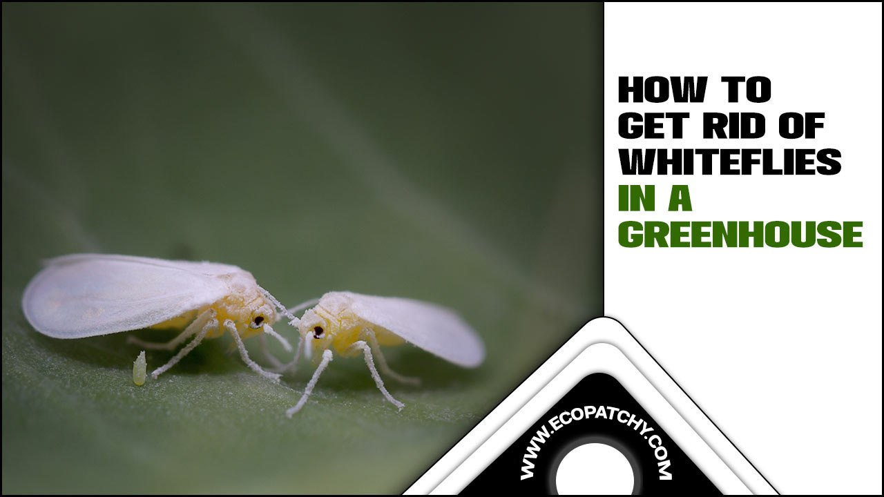 How To Get Rid Of Whiteflies In A Greenhouse