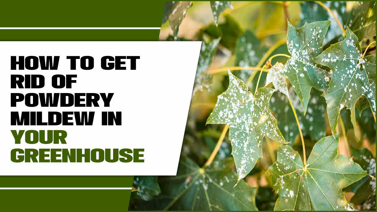 How To Get Rid Of Powdery Mildew In Your Greenhouse