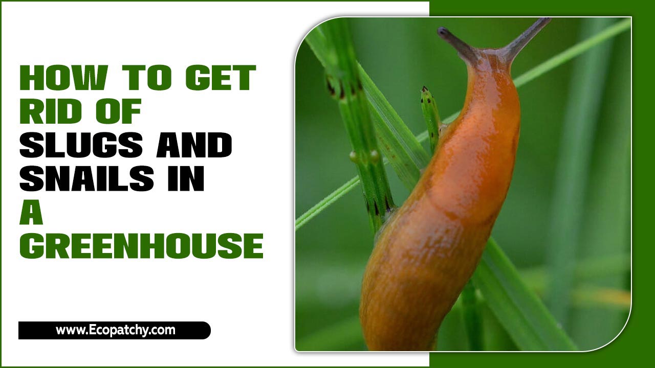How To Get Rid Of Slugs And Snails In A Greenhouse