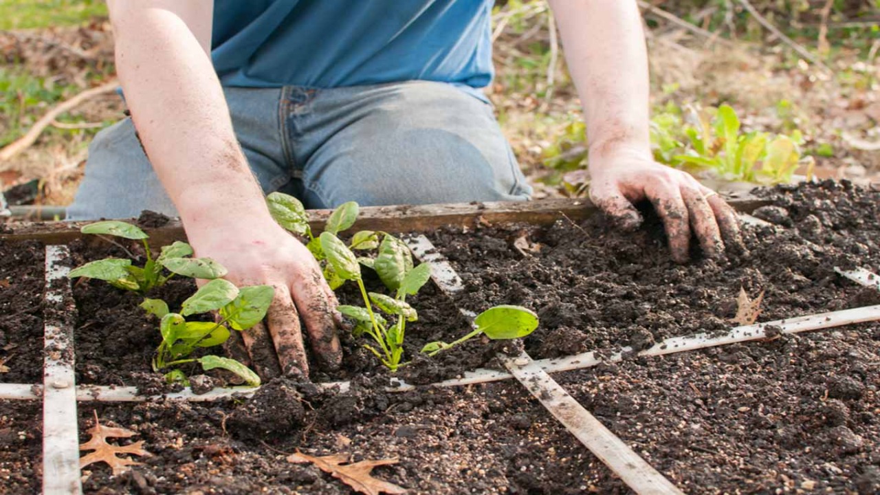 How To Get Started On Creating Your Own Thriving Square-Foot Garden