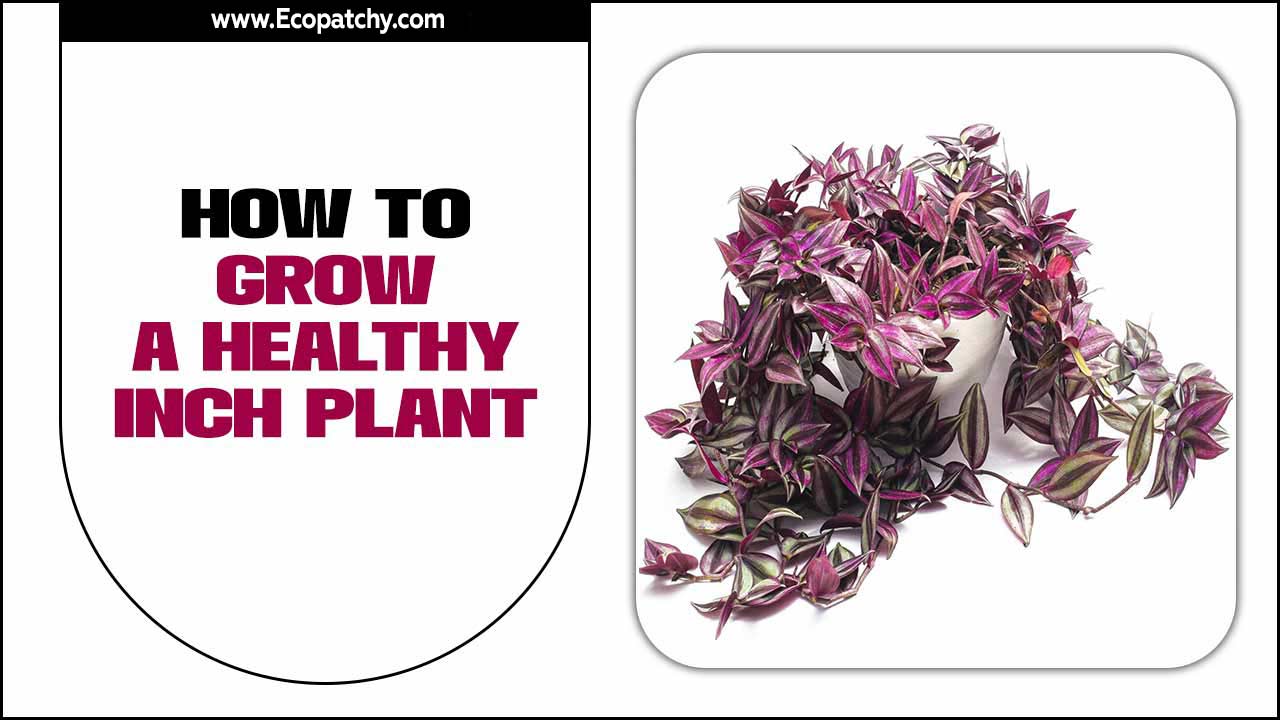 How To Grow A Healthy Inch Plant