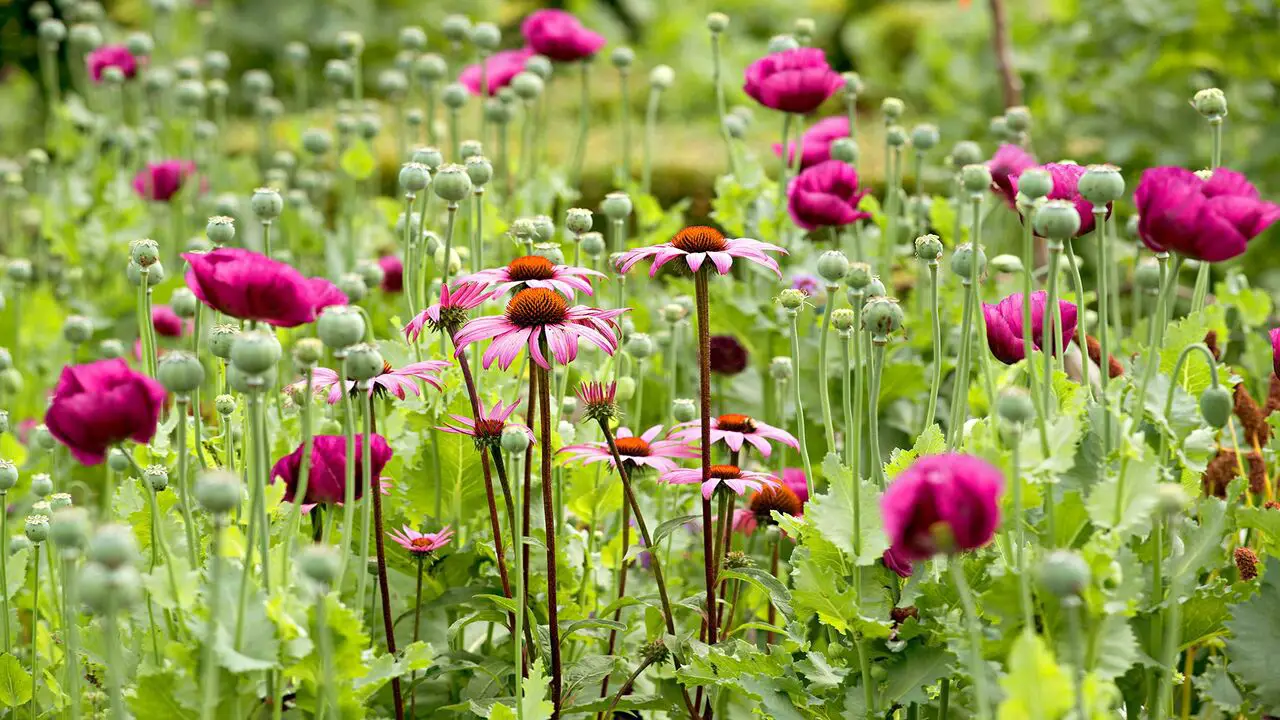 How To Grow A Thriving Wildflower Garden 10 Expert Tips