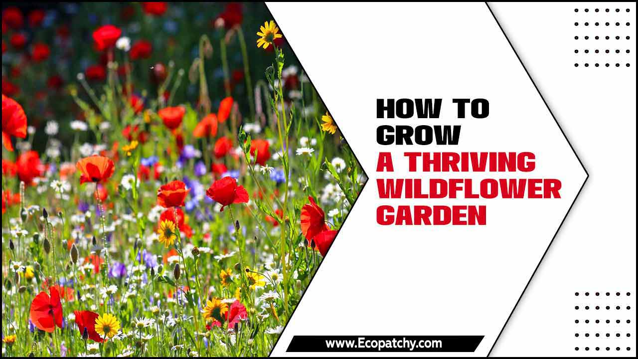 How To Grow A Thriving Wildflower Garden