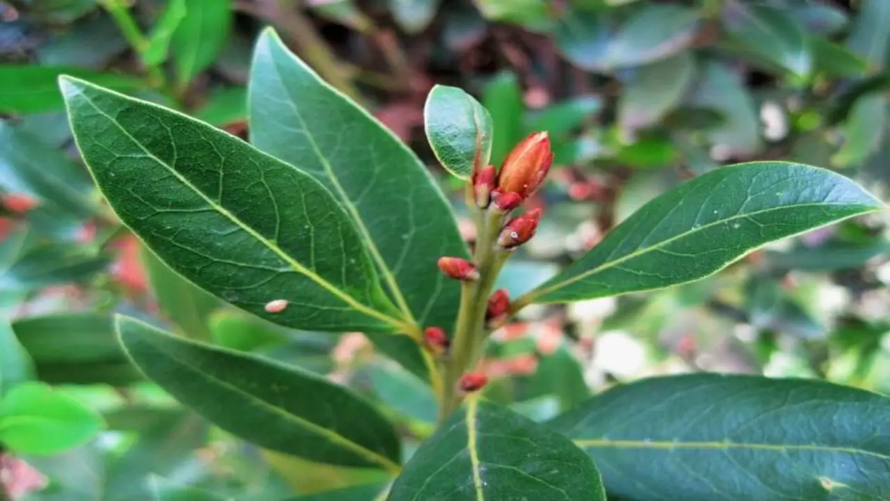 How To Grow And Care For Bay Leaf Plant - 7 Easy Ways