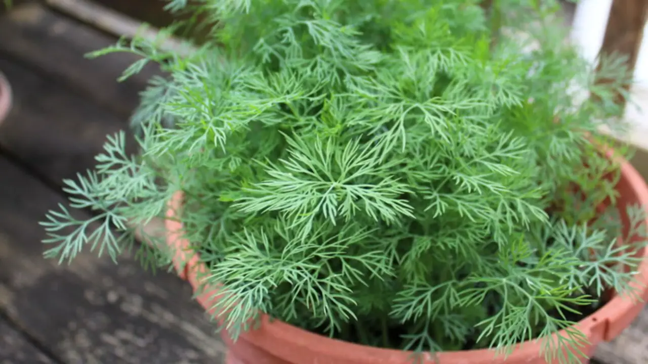 How To Grow And Care For Dill Plants In Your Garden - 10 Steps
