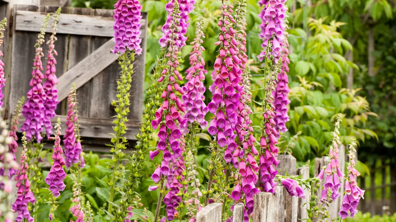 How To Grow And Care For Foxglove Plants Step-By-Step Guide