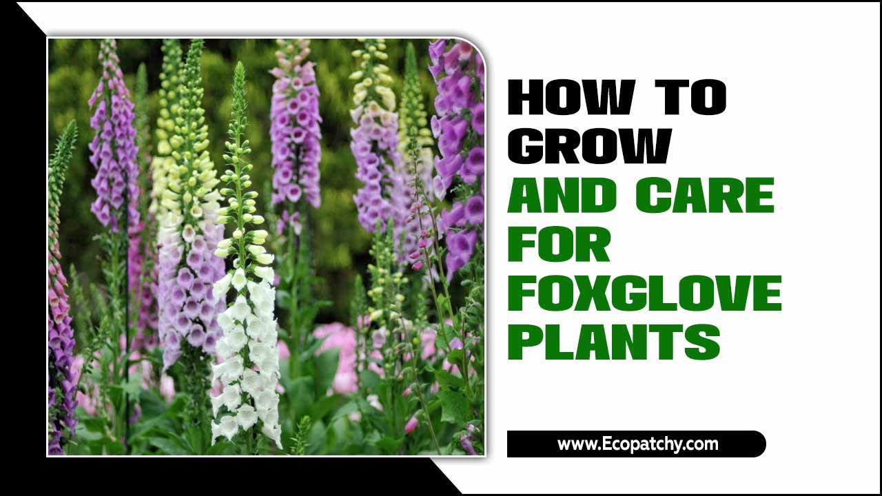 How To Grow And Care For Foxglove Plants