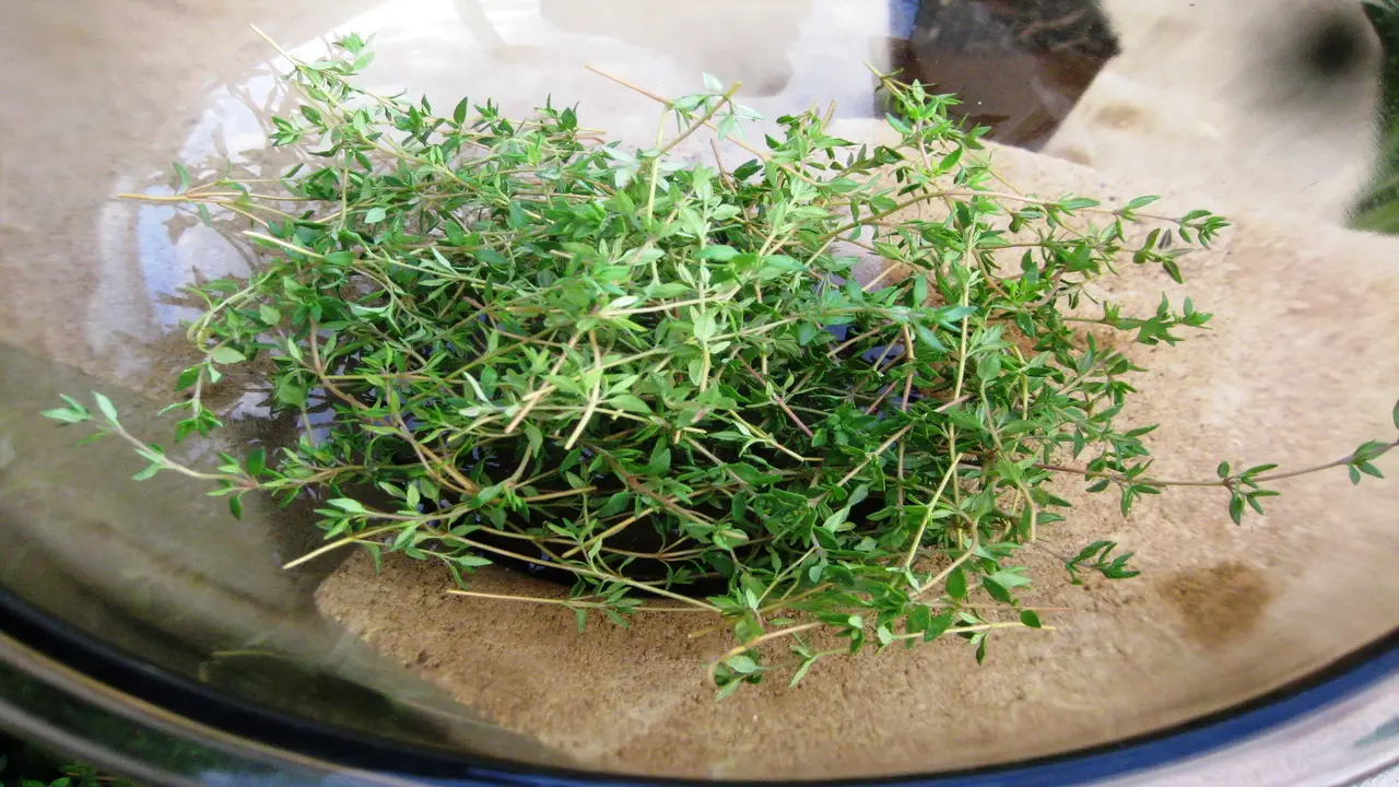 How To Grow And Harvest Thyme