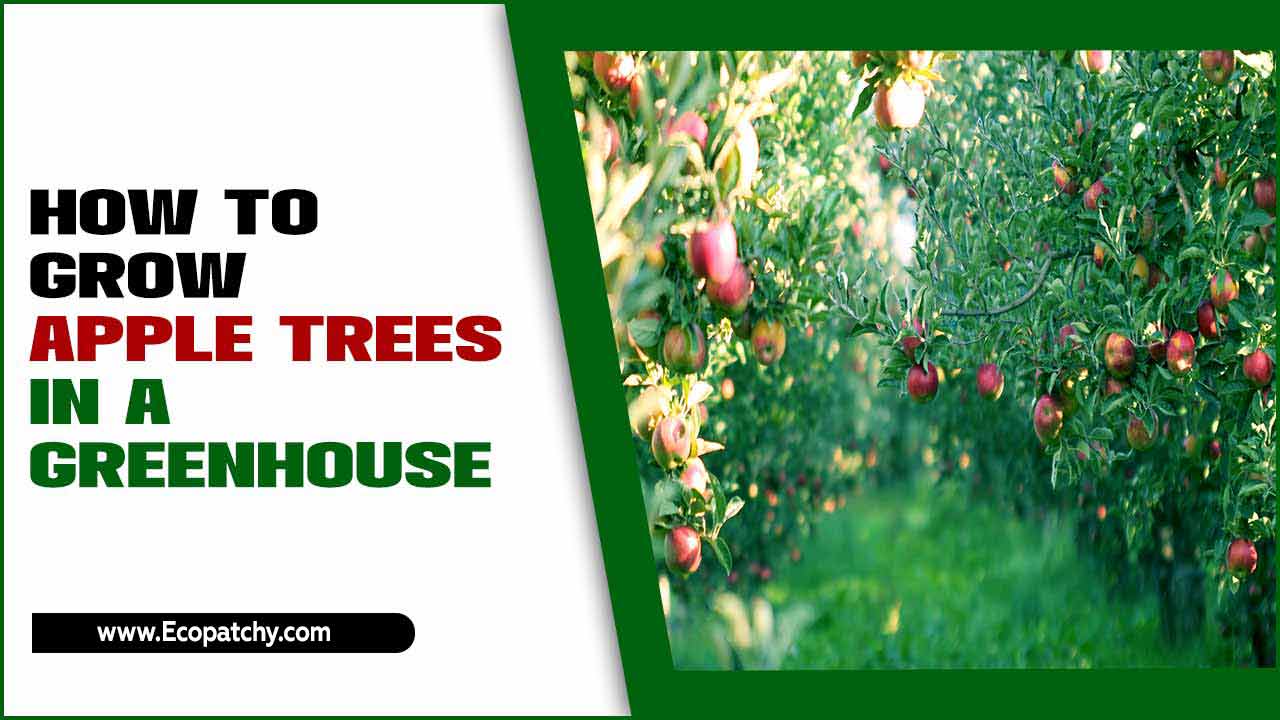 How To Grow Apple Trees In A Greenhouse