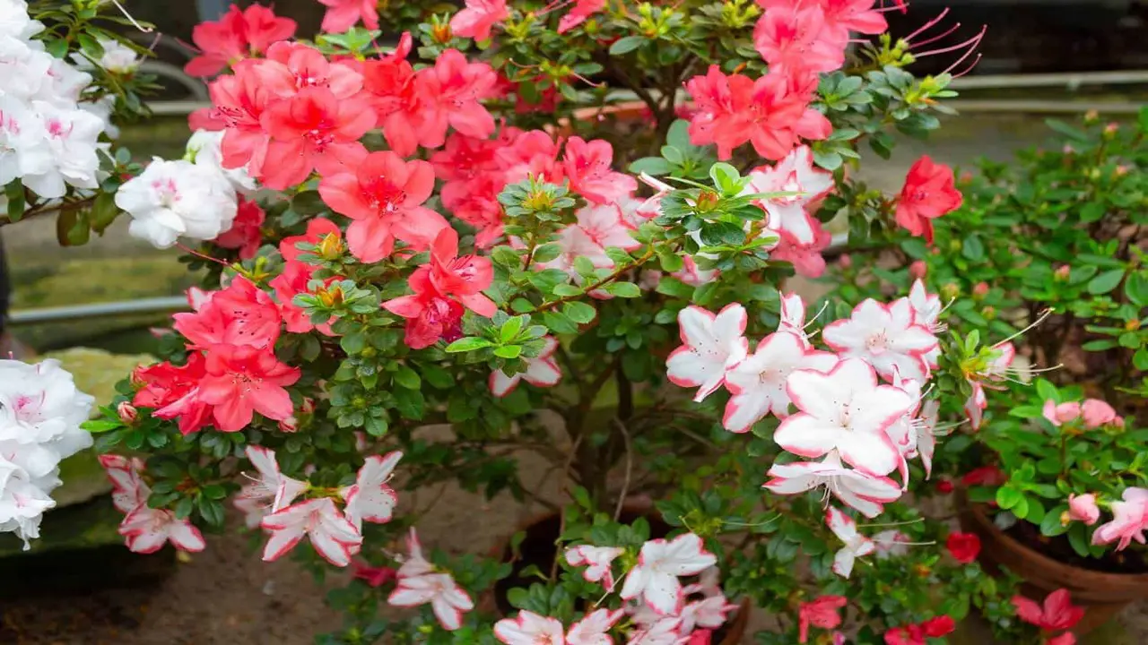 How To Grow Azaleas In Pots And Keep Them Blooming A Step-By-Step Guide